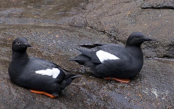 Pigeon Guillemot 1459.jpg